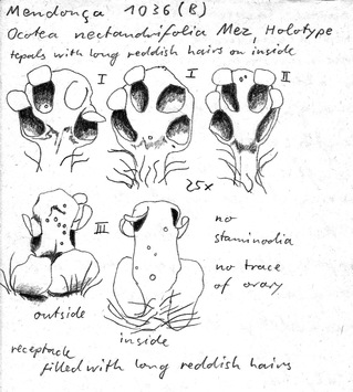 Vorschaubild Ocotea nectandrifolia Mez